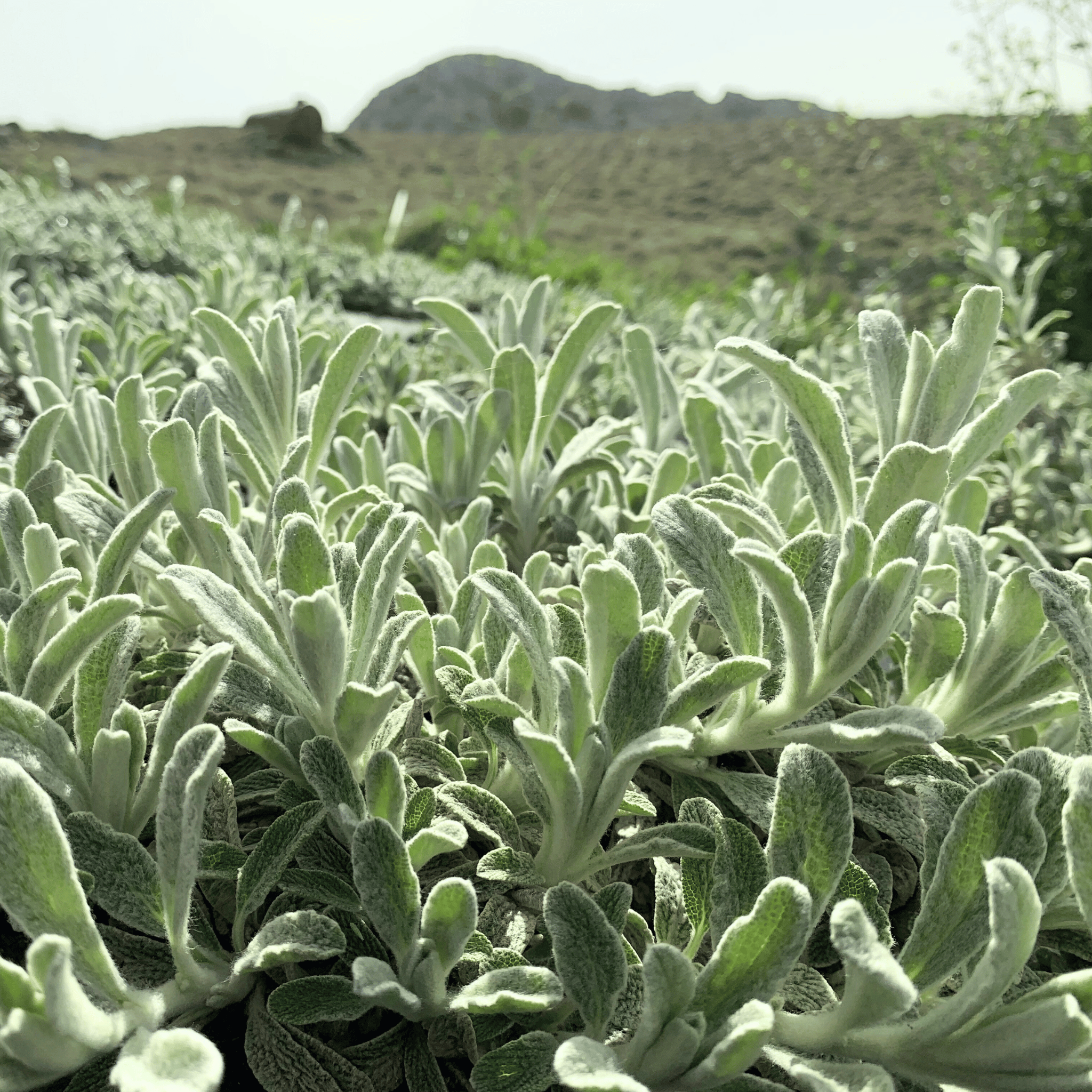 Bergtee aus Kreta