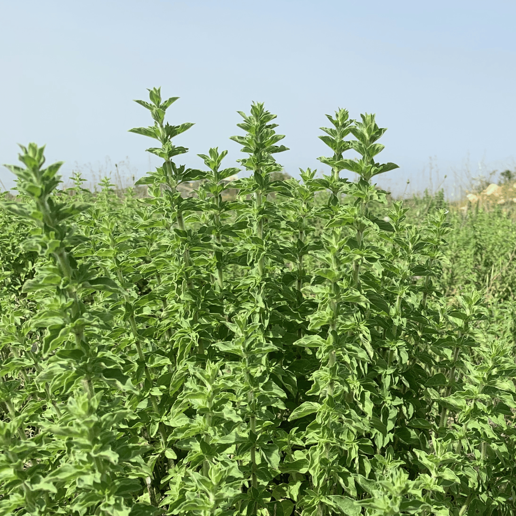 Oregano aus Kreta